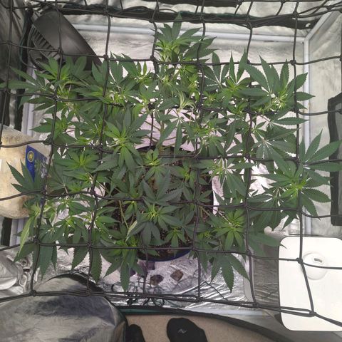 Critical Widow growlog timeline photo