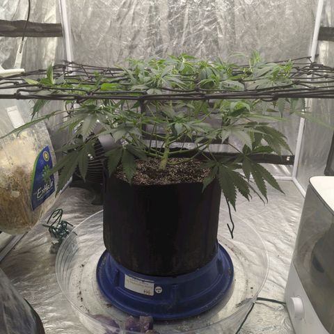 Critical Widow growlog timeline photo