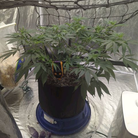 Critical Widow growlog timeline photo
