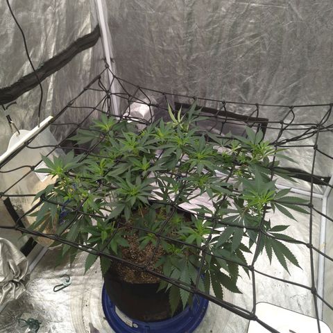 Critical Widow growlog timeline photo