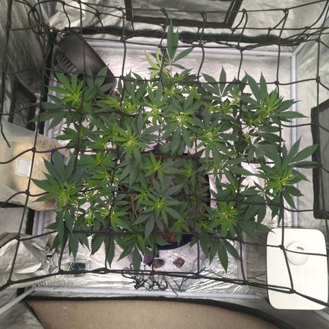 Critical Widow growlog timeline photo