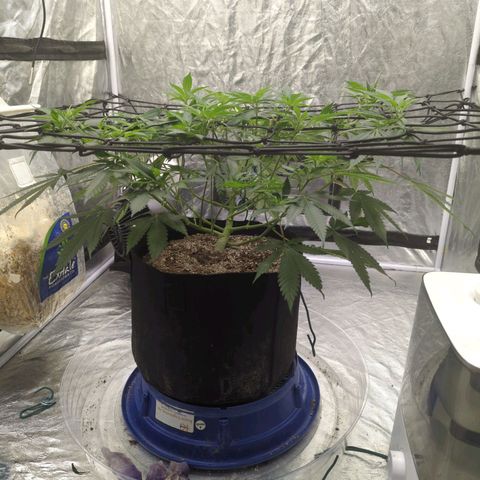 Critical Widow growlog timeline photo