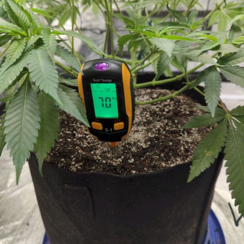 Critical Widow growlog timeline photo