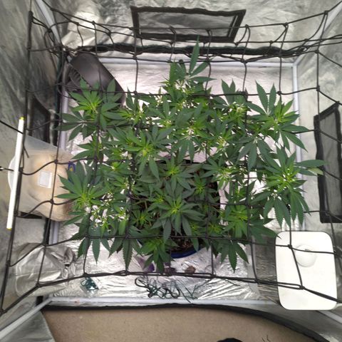 Critical Widow growlog timeline photo