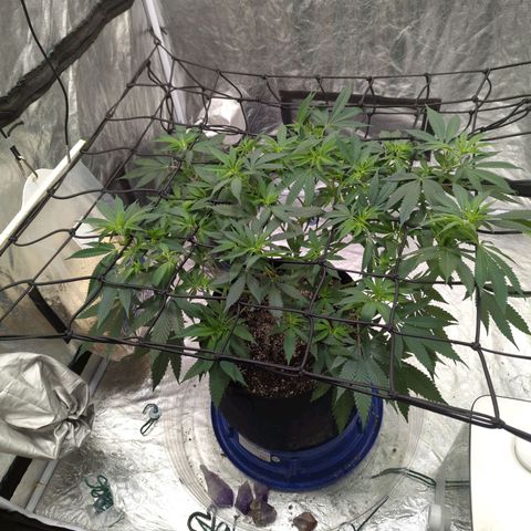 Critical Widow growlog timeline photo