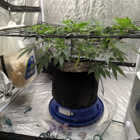 Critical Widow growlog timeline photo