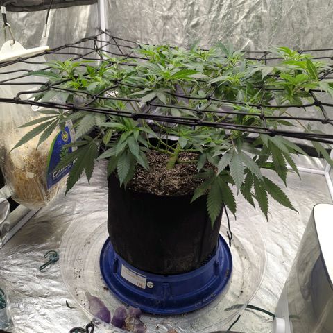 Critical Widow growlog timeline photo