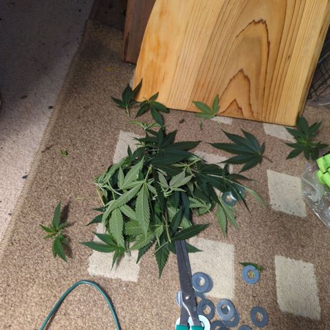 Critical Widow growlog timeline photo