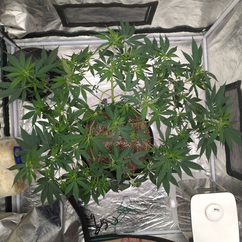 Critical Widow growlog timeline photo