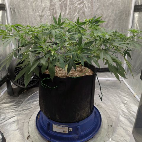 Critical Widow growlog timeline photo