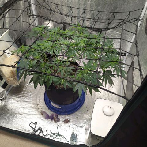 Critical Widow growlog timeline photo