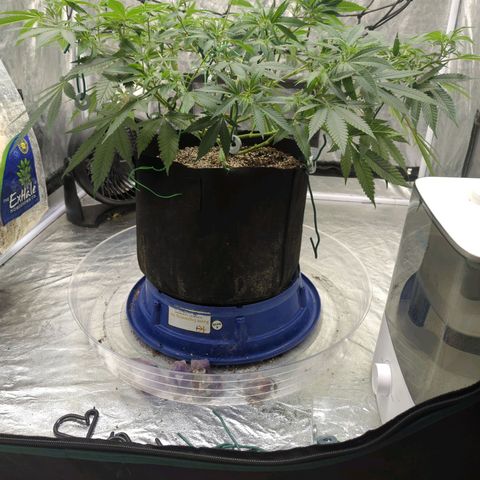 Critical Widow growlog timeline photo