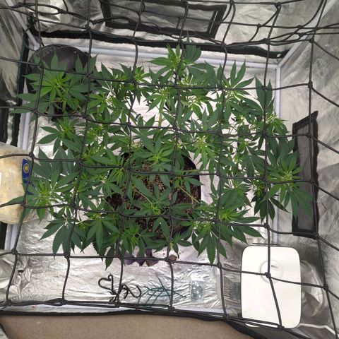 Critical Widow growlog timeline photo