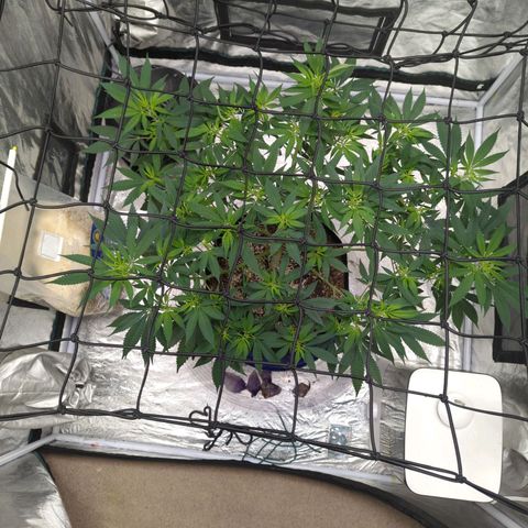 Critical Widow growlog timeline photo