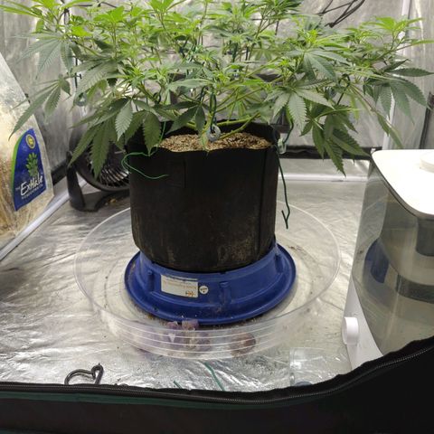 Critical Widow growlog timeline photo