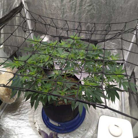Critical Widow growlog timeline photo
