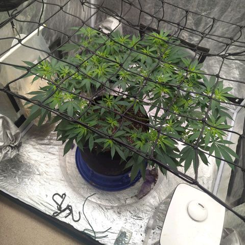 Critical Widow growlog timeline photo