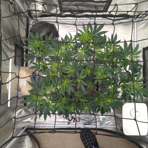Critical Widow growlog timeline photo