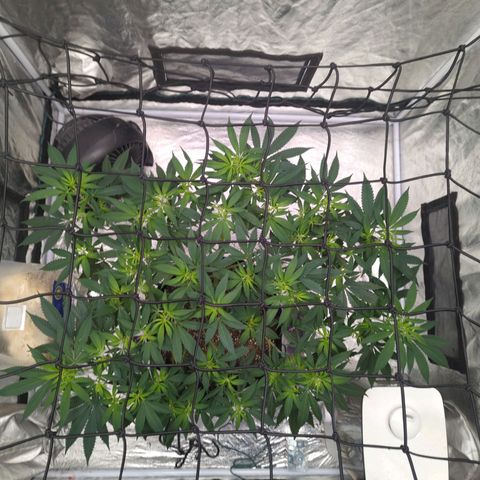 Critical Widow growlog timeline photo