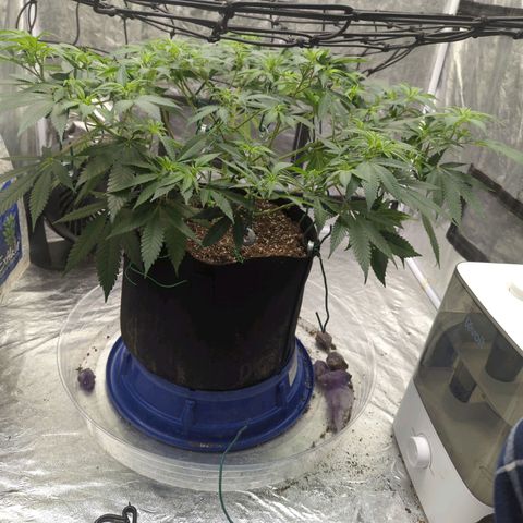 Critical Widow growlog timeline photo