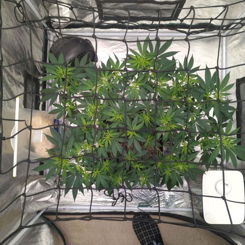 Critical Widow growlog timeline photo