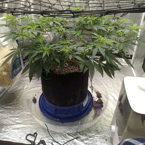 Critical Widow growlog timeline photo