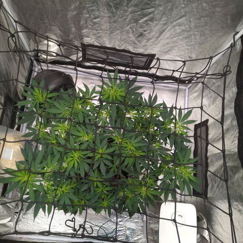 Critical Widow growlog timeline photo