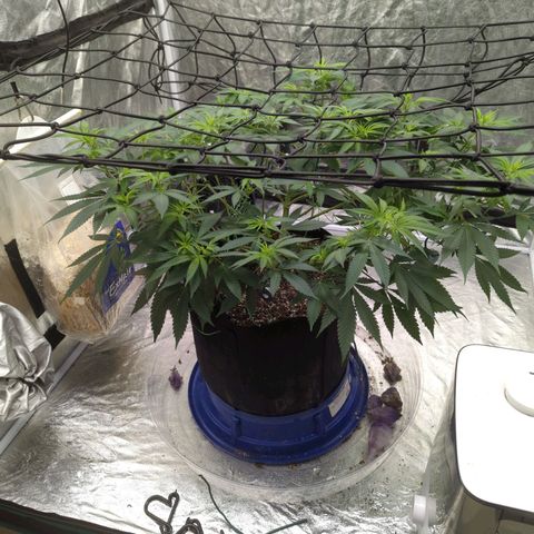 Critical Widow growlog timeline photo