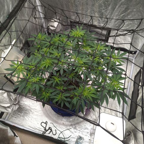 Critical Widow growlog timeline photo