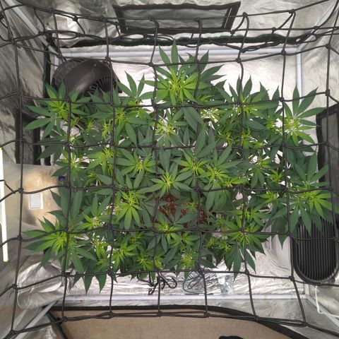 Critical Widow growlog timeline photo