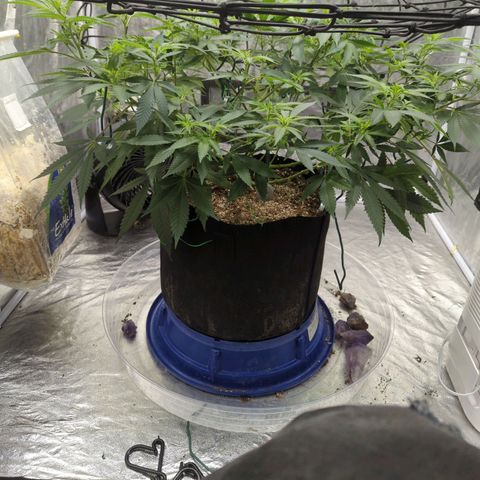 Critical Widow growlog timeline photo