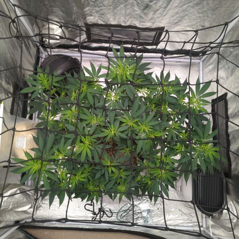 Critical Widow growlog timeline photo