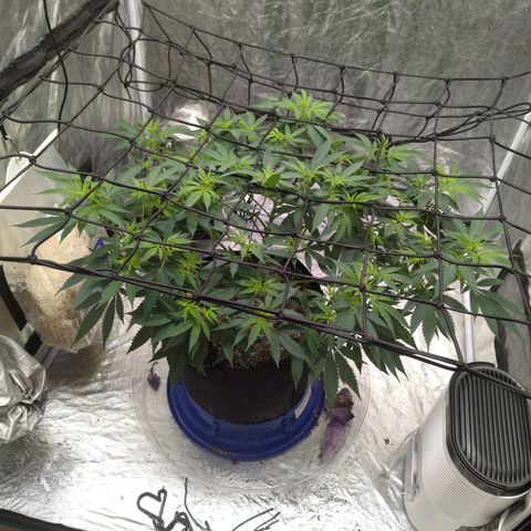 Critical Widow growlog timeline photo