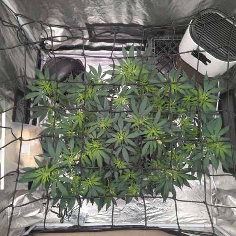 Critical Widow growlog timeline photo