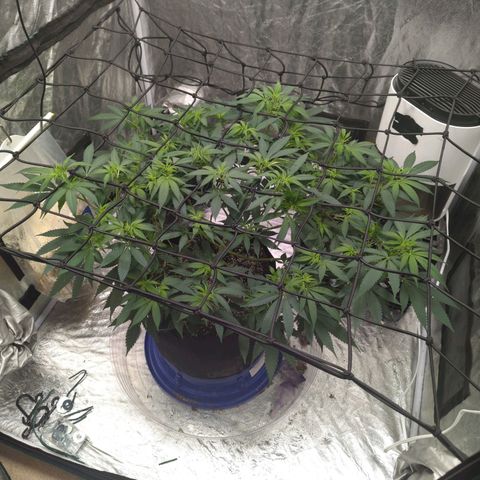 Critical Widow growlog timeline photo