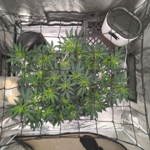 Critical Widow growlog timeline photo