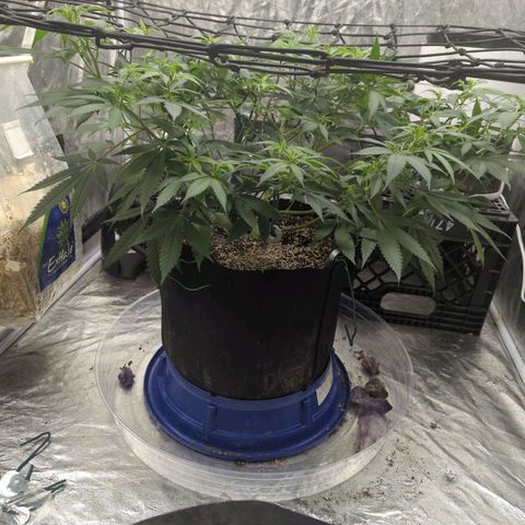 Critical Widow growlog timeline photo