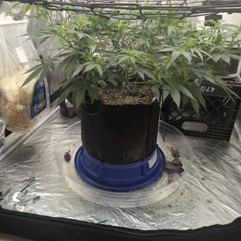 Critical Widow growlog timeline photo