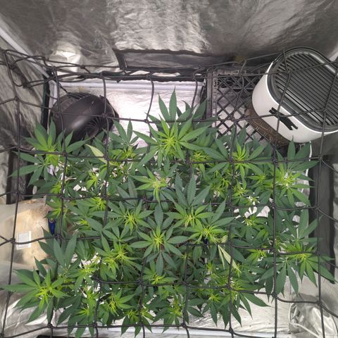 Critical Widow growlog timeline photo