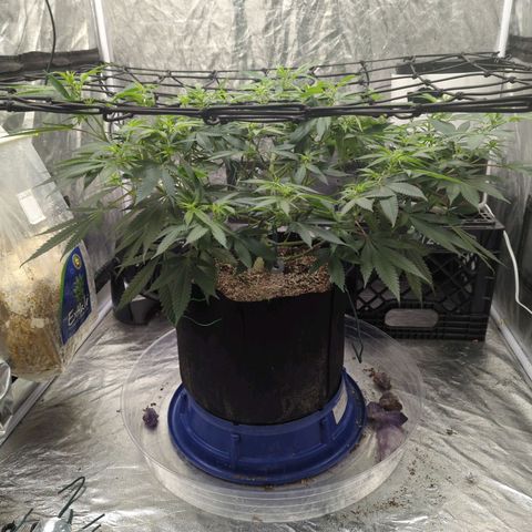 Critical Widow growlog timeline photo