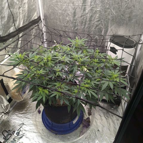 Critical Widow growlog timeline photo