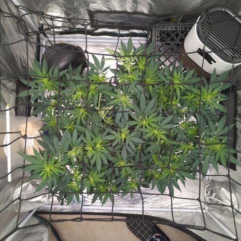 Critical Widow growlog timeline photo