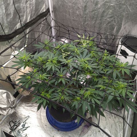 Critical Widow growlog timeline photo
