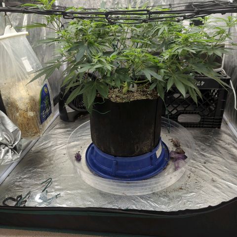 Critical Widow growlog timeline photo