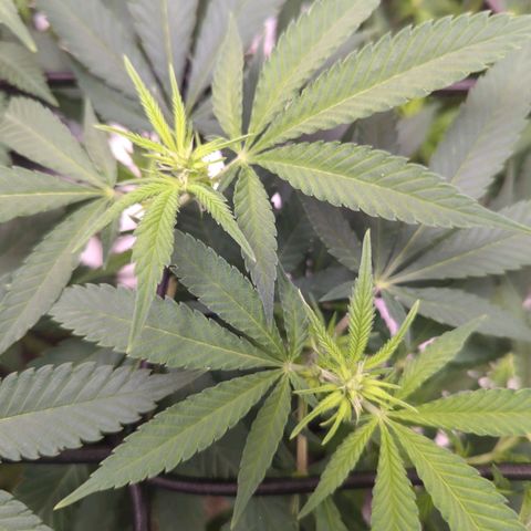 Critical Widow growlog timeline photo