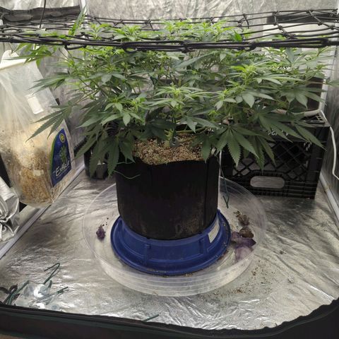 Critical Widow growlog timeline photo