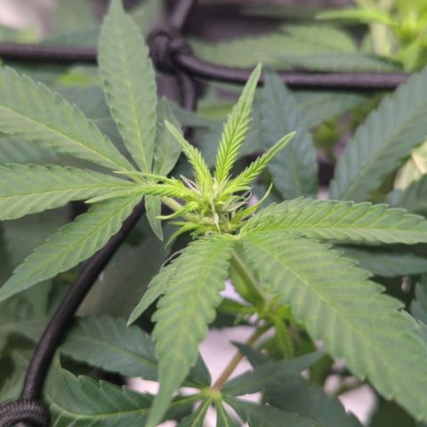 Critical Widow growlog timeline photo