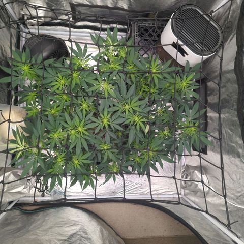Critical Widow growlog timeline photo