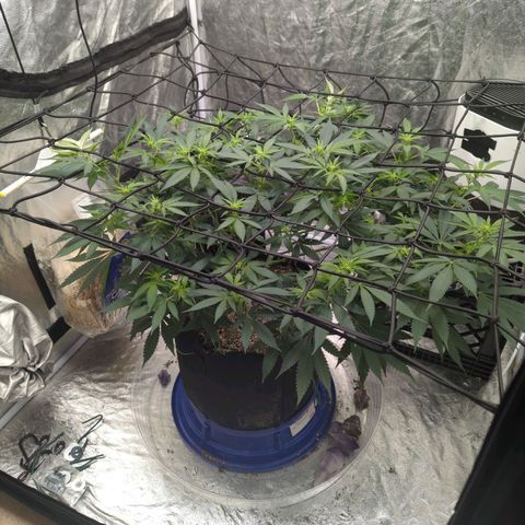 Critical Widow growlog timeline photo