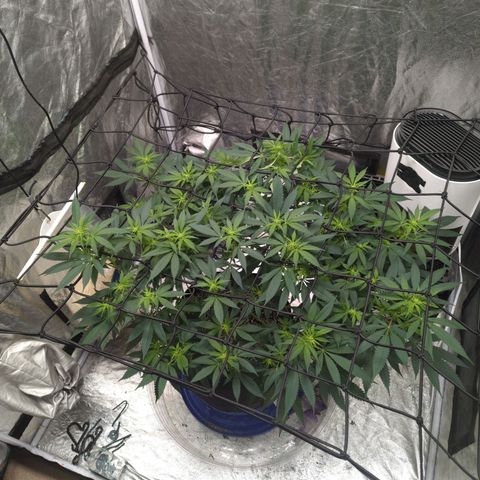 Critical Widow growlog timeline photo
